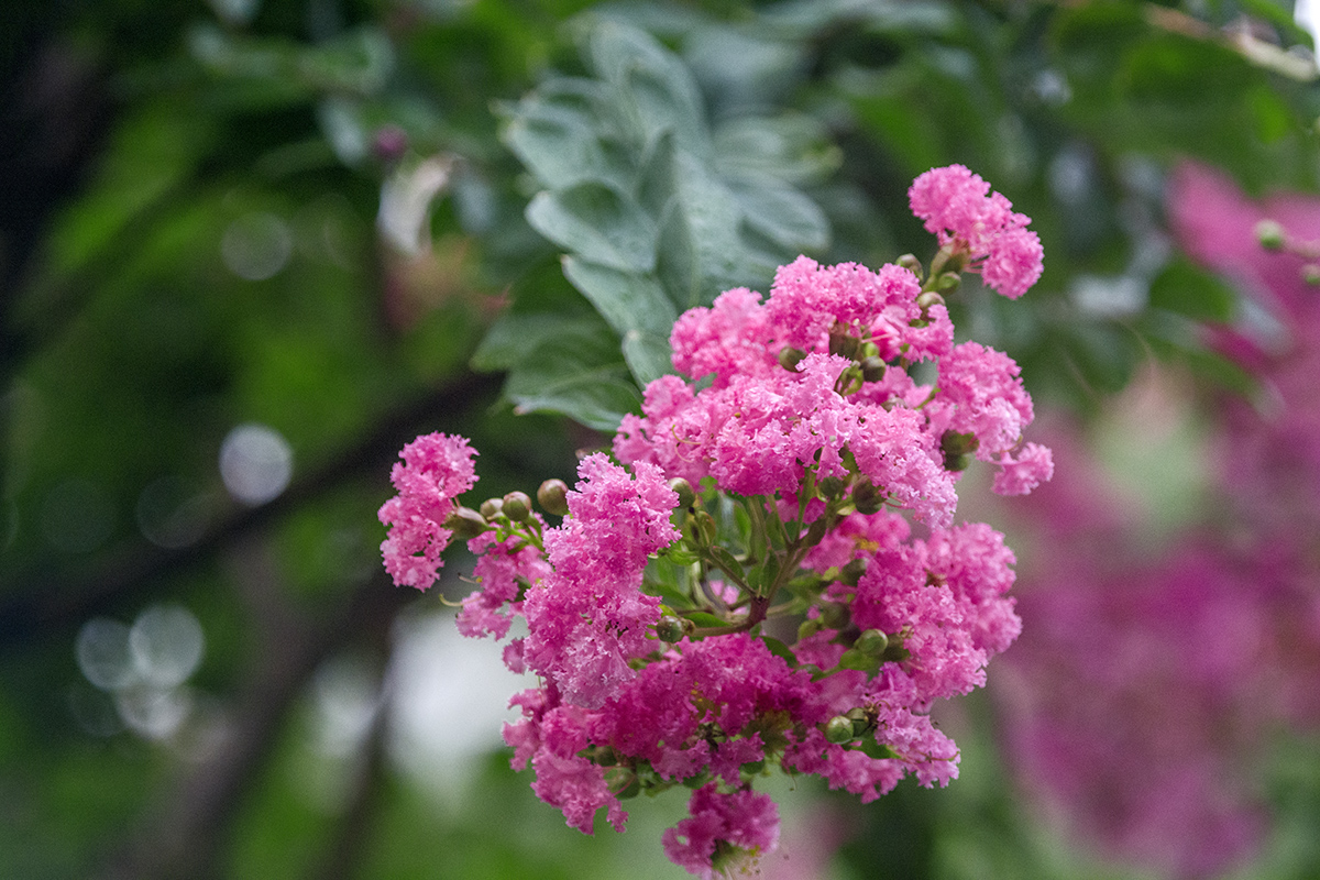 DSC_7785.jpg