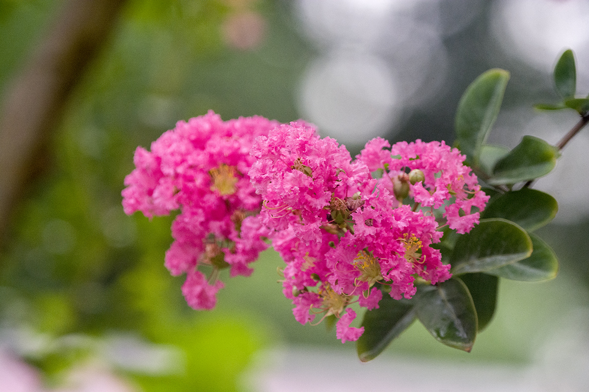 DSC_7799.jpg
