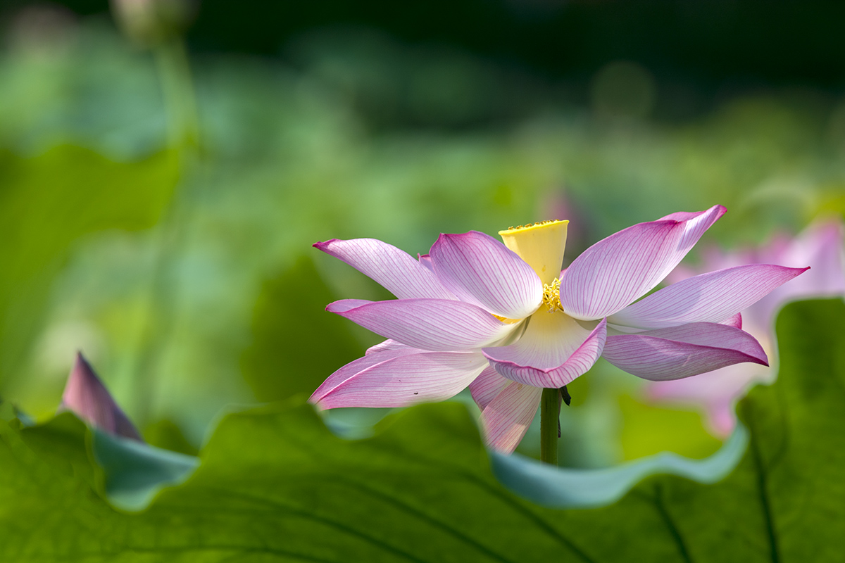 DSC_8107.jpg