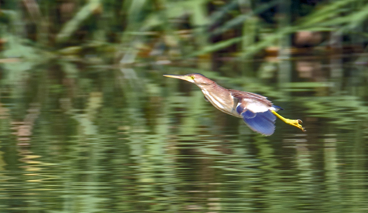 DSC_8165.jpg