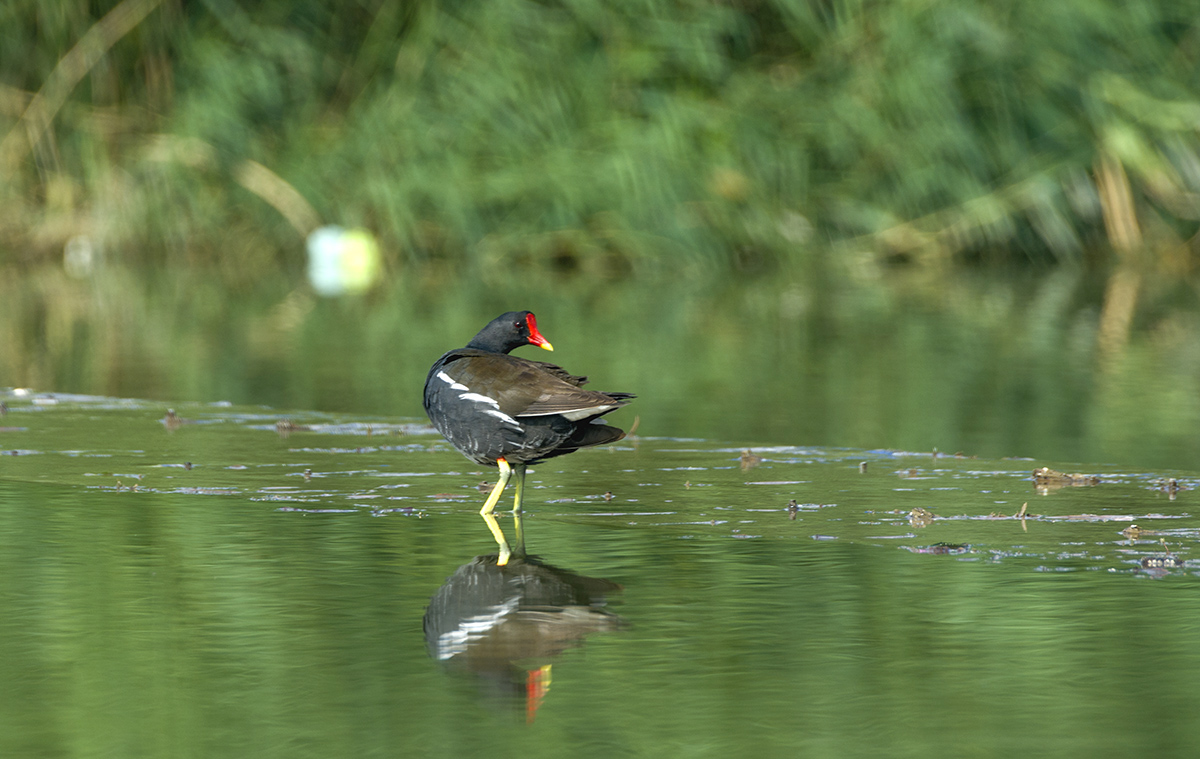 DSC_8212.jpg