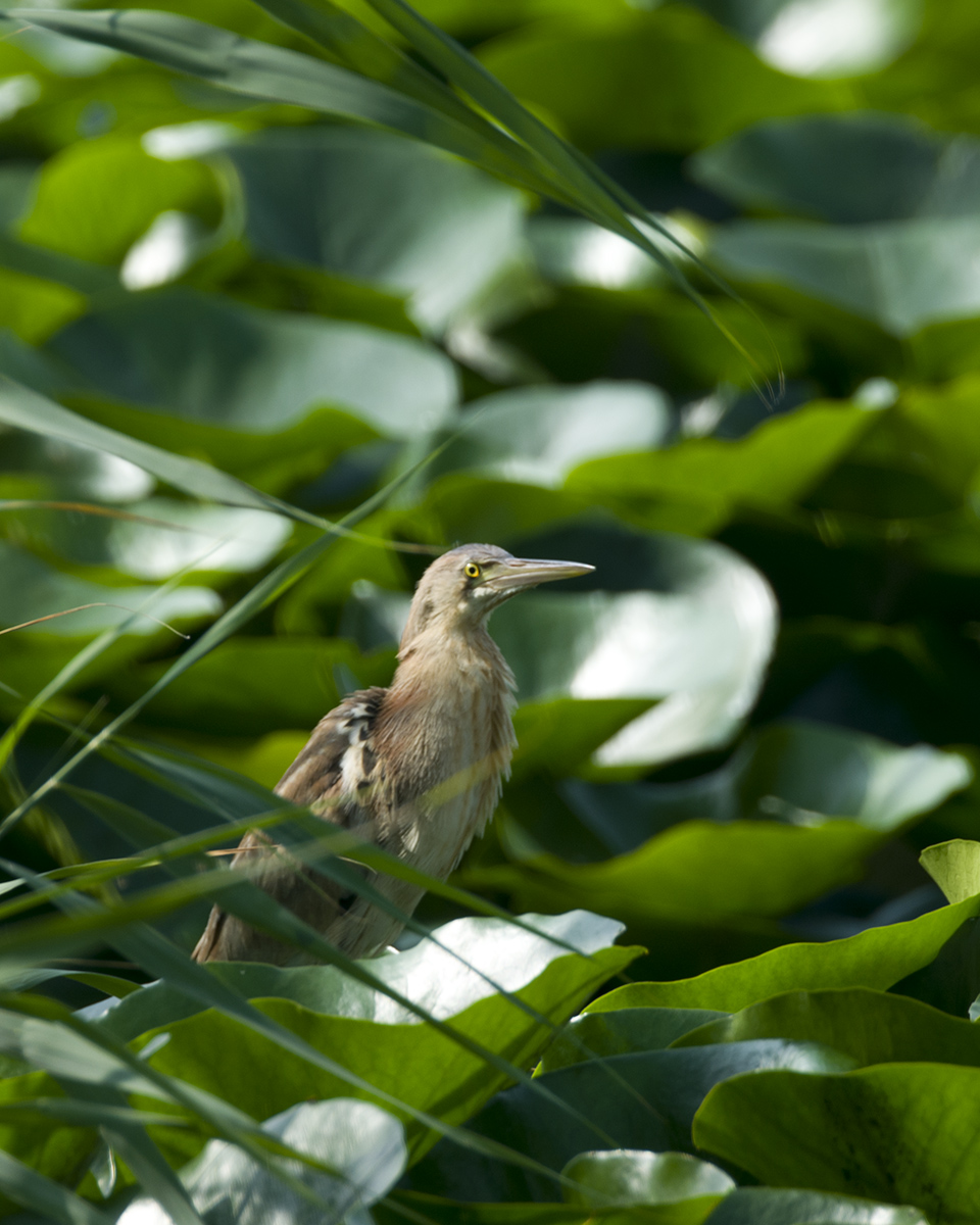 DSC_8242.jpg