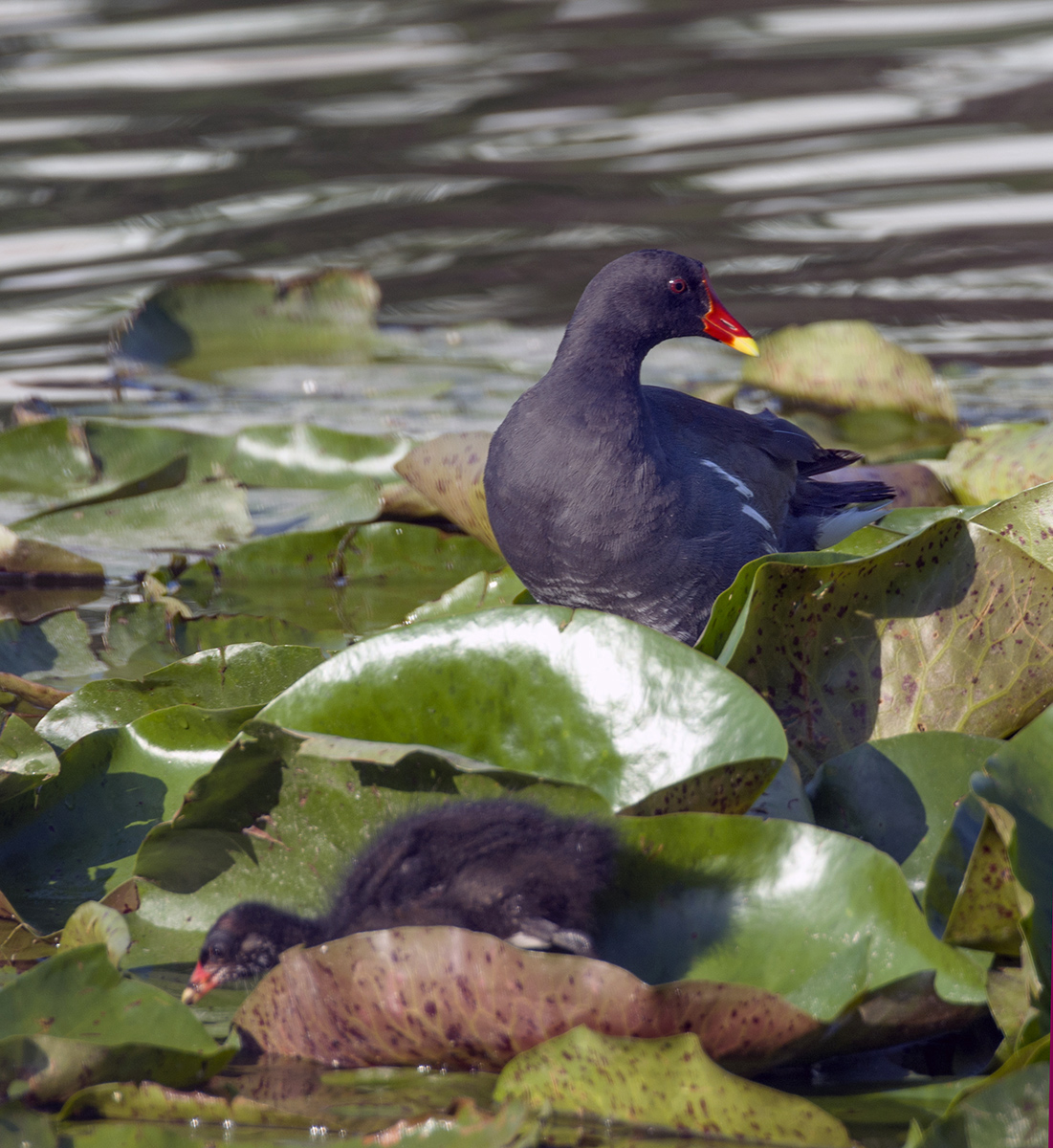 DSC_8299.jpg