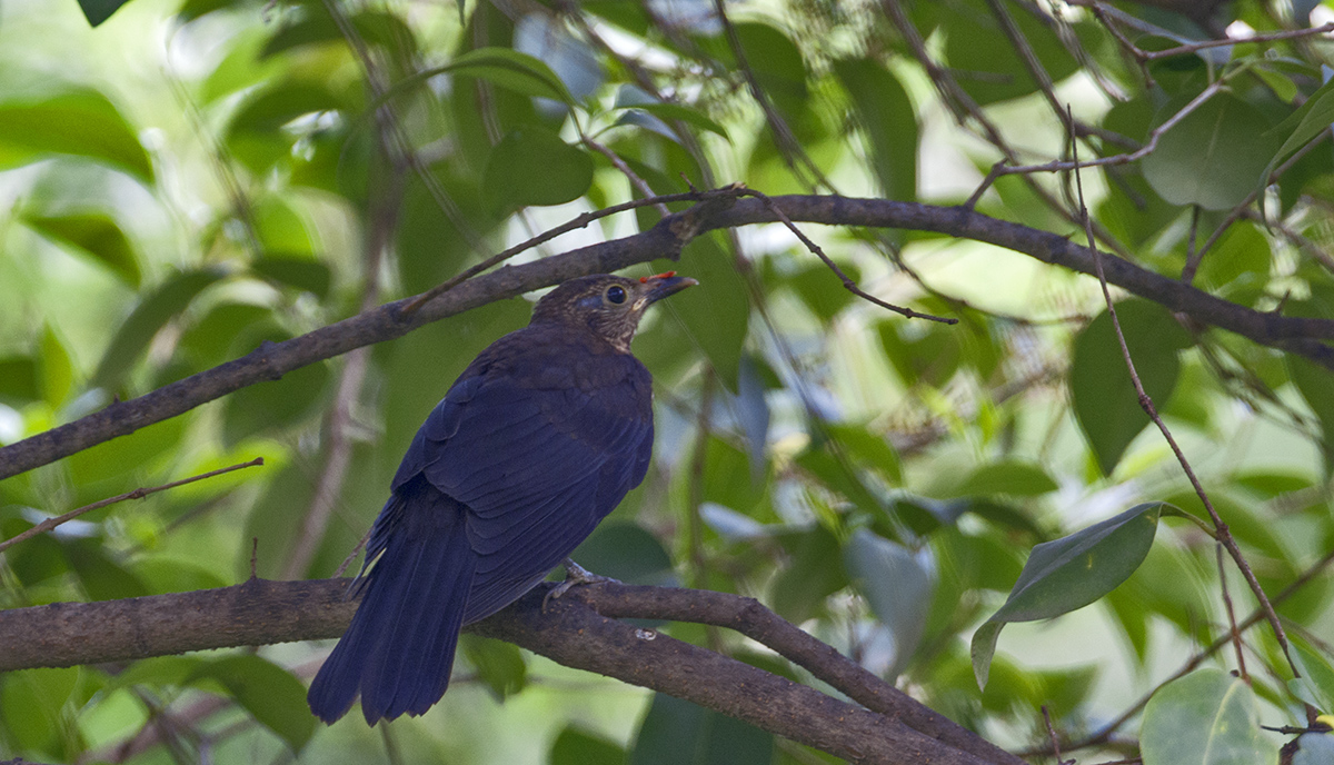 DSC_8415.jpg
