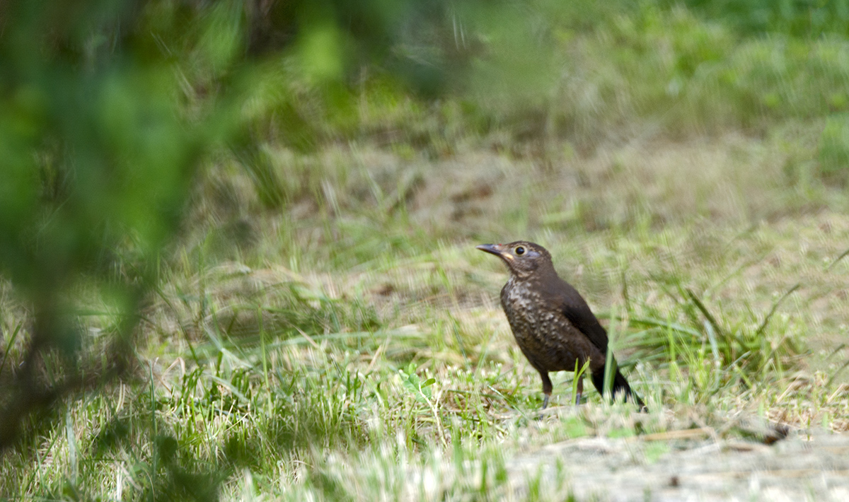 DSC_8419.jpg