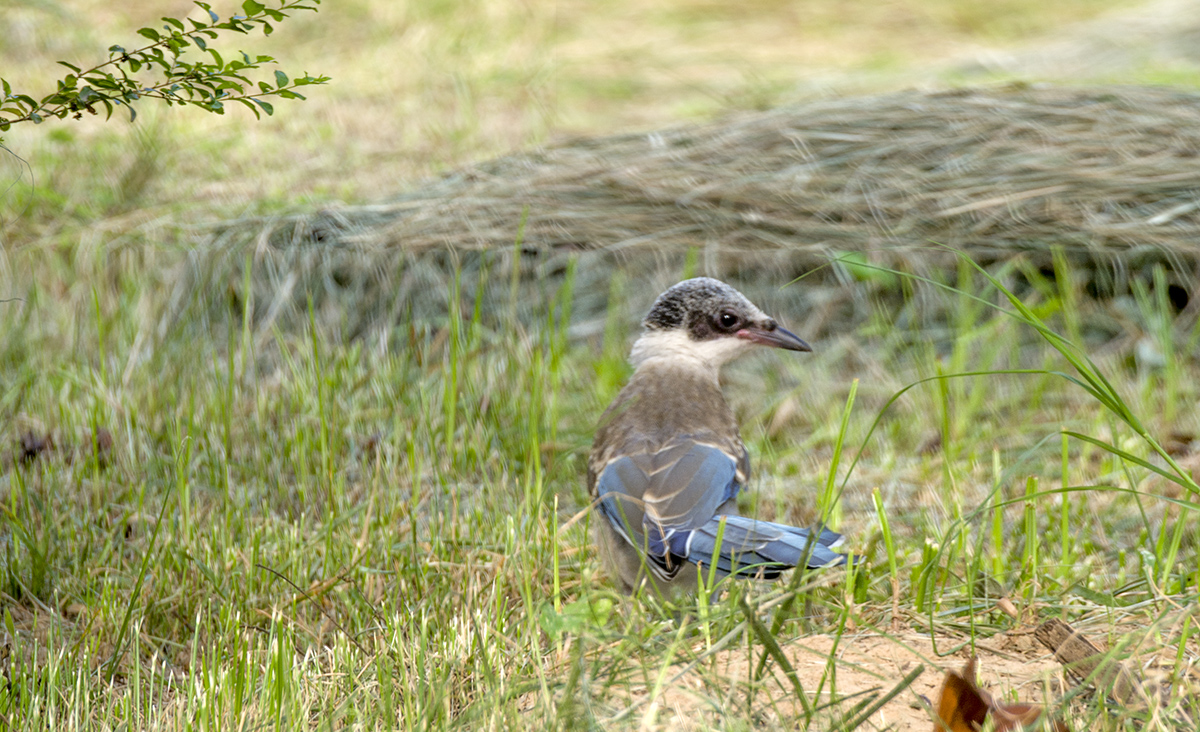 DSC_8422.jpg
