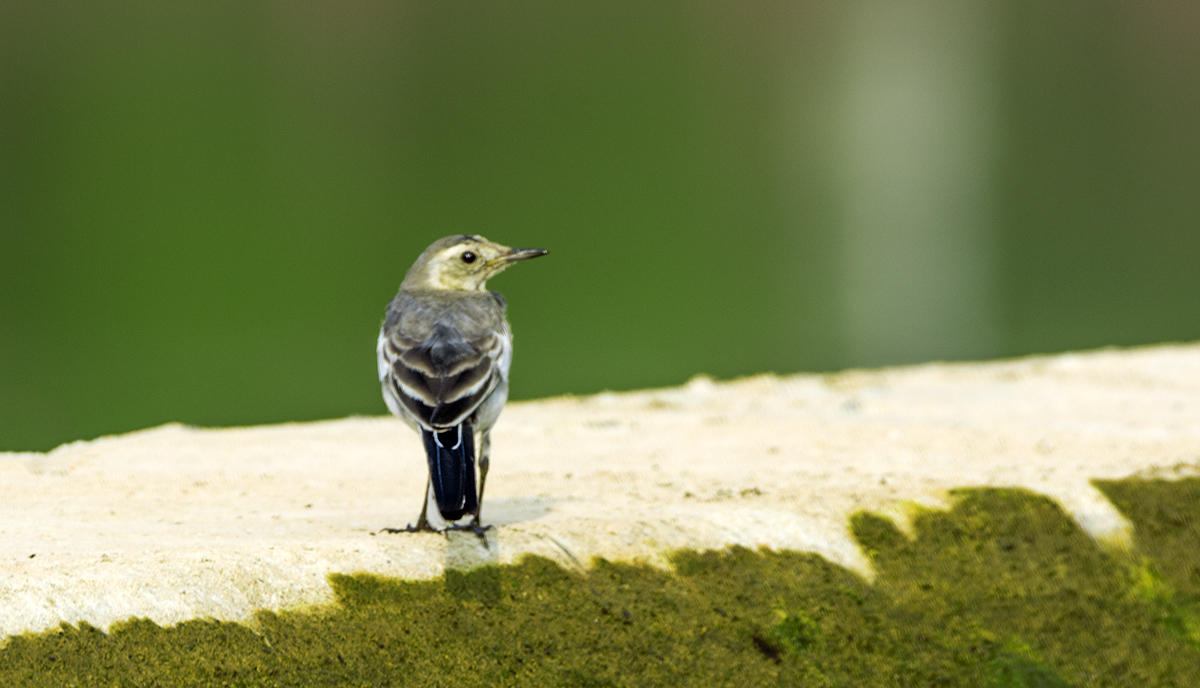 DSC_8573.jpg