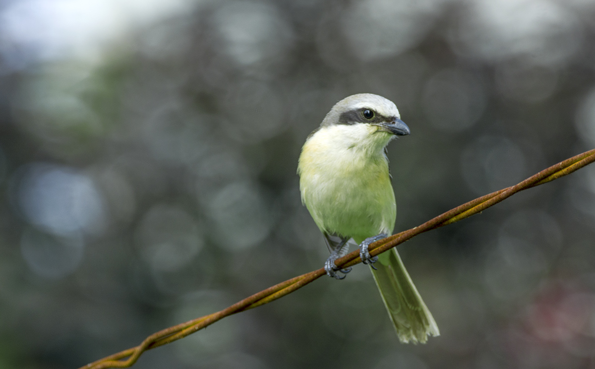 DSC_8604.jpg
