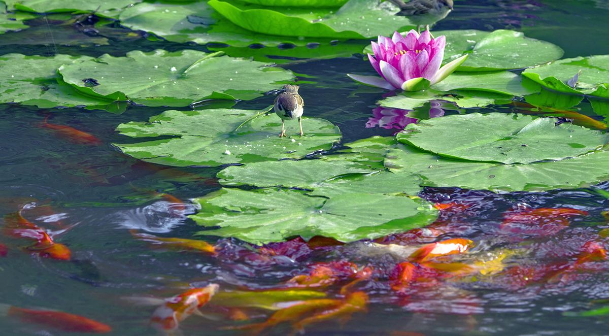 DSC_8606.jpg