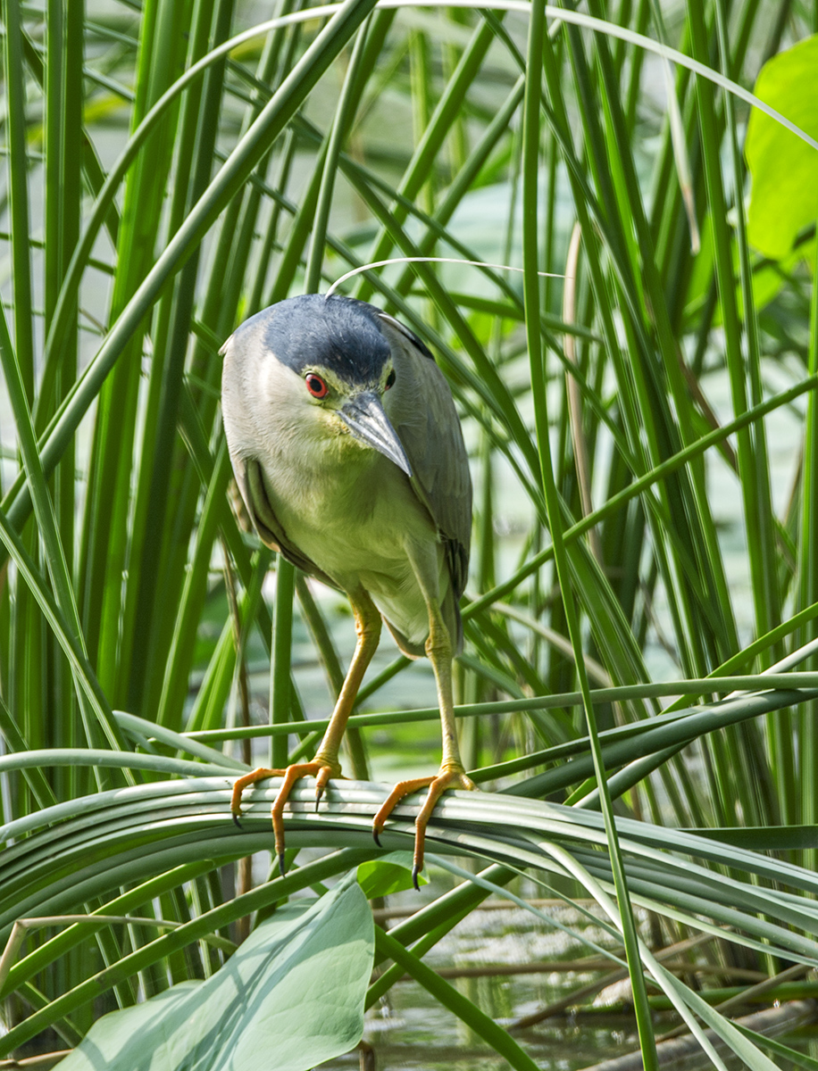DSC_8632.jpg