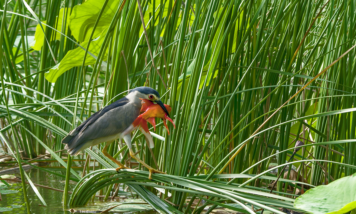 DSC_8652.jpg