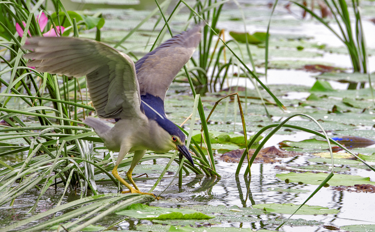 DSC_8742.jpg