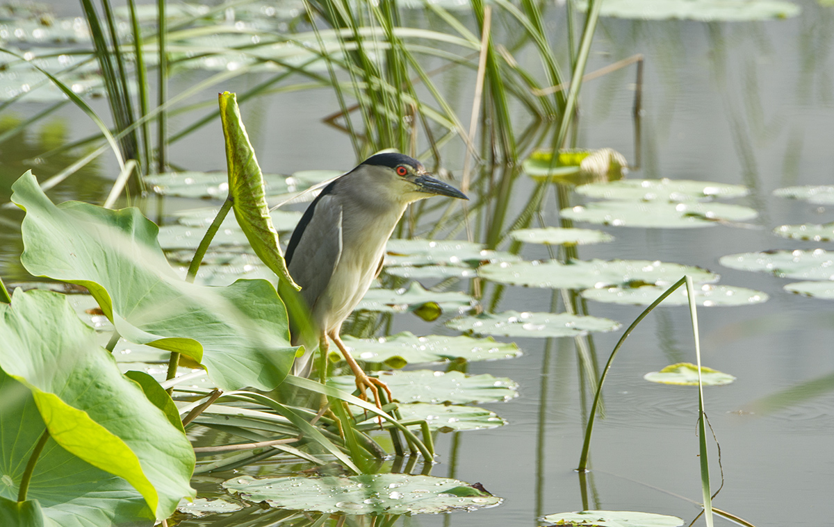 DSC_8777.jpg