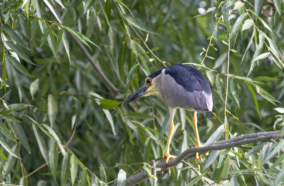 DSC_8809.jpg