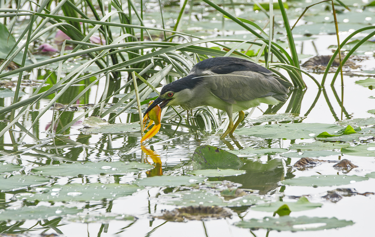 DSC_8852.jpg