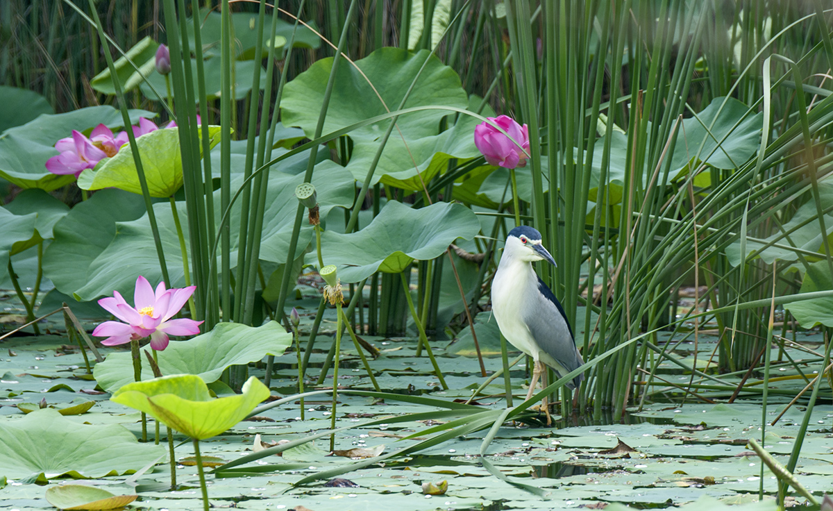 DSC_8876.jpg
