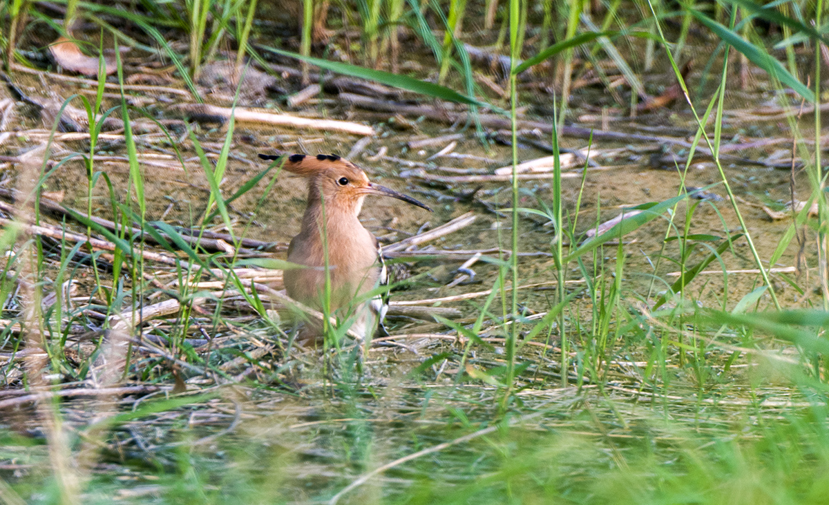 DSC_9016.jpg