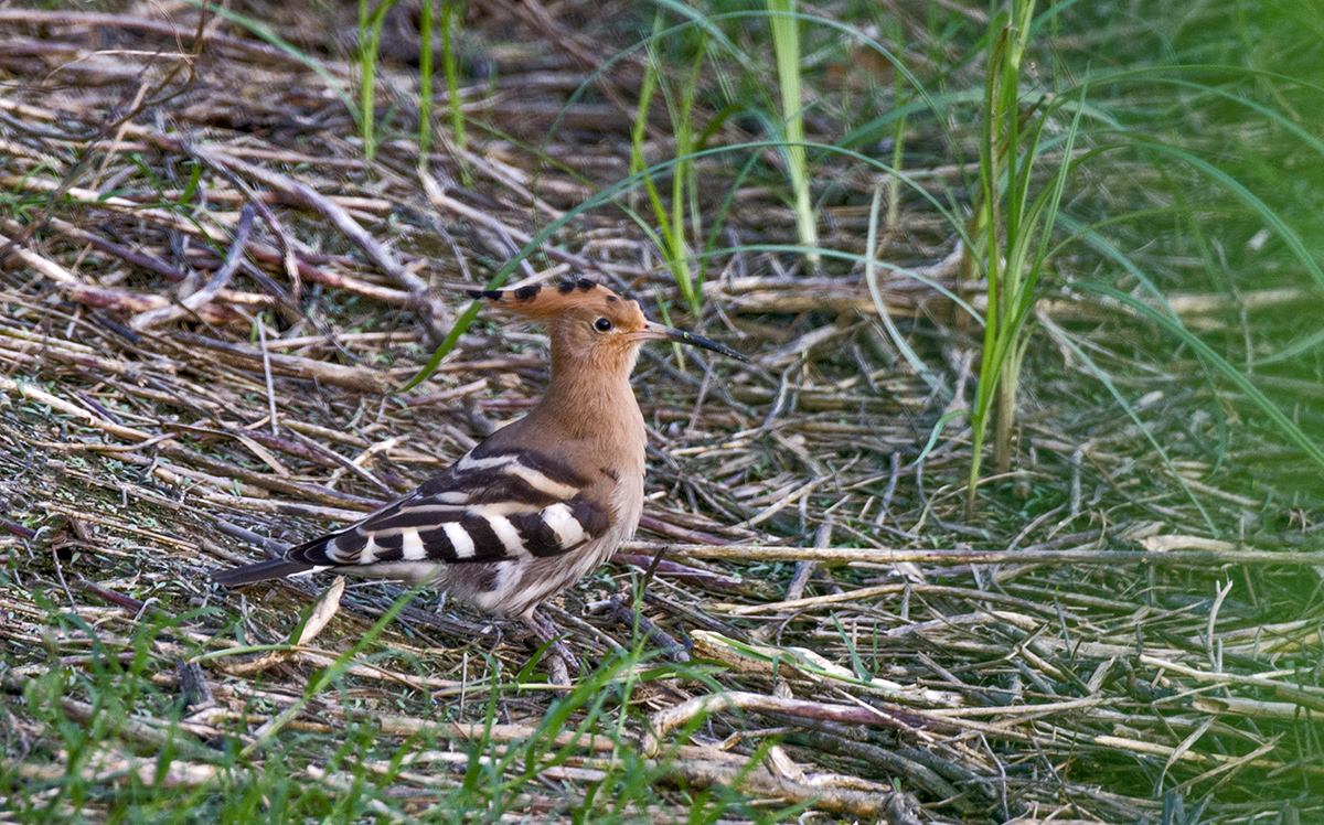 DSC_9066.jpg