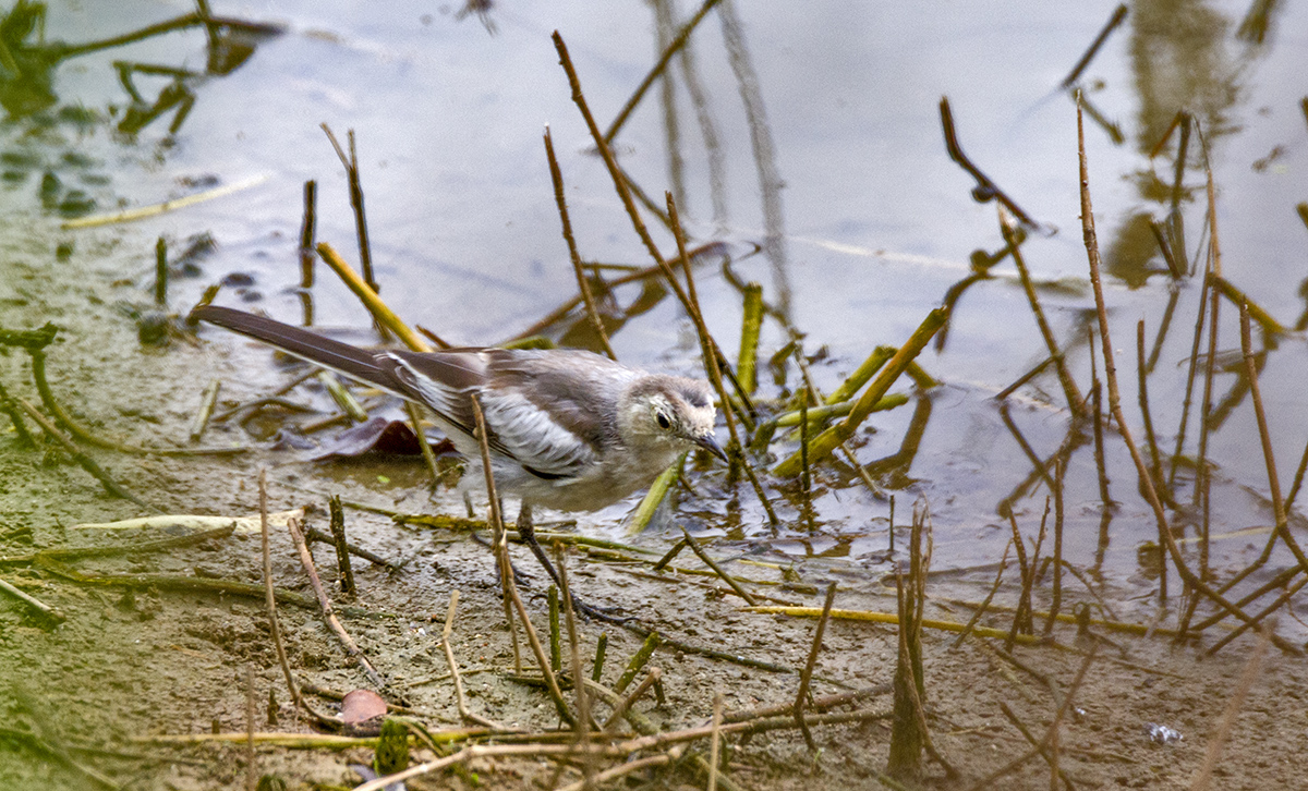 DSC_9107.jpg