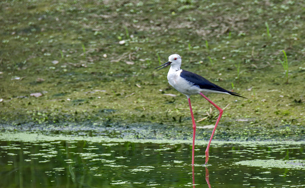 DSC_9165.jpg