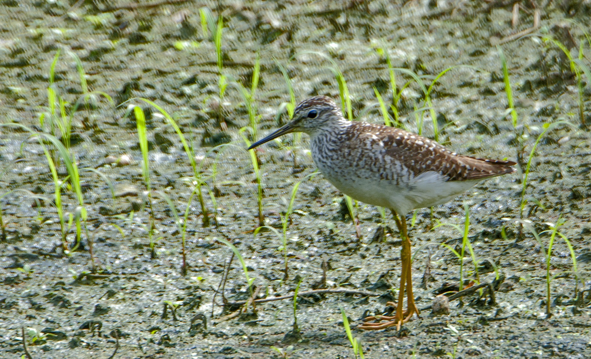 DSC_9255.jpg
