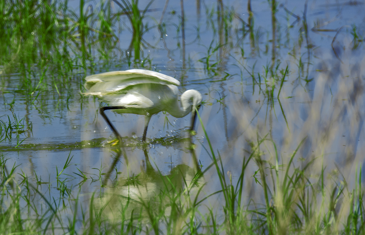 DSC_9299.jpg