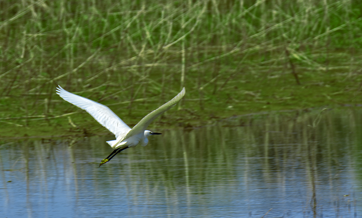 DSC_9311.jpg