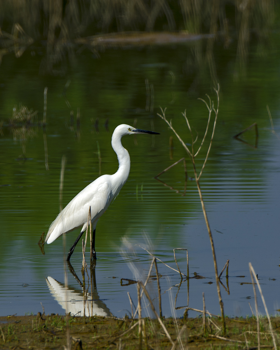 DSC_9348.jpg