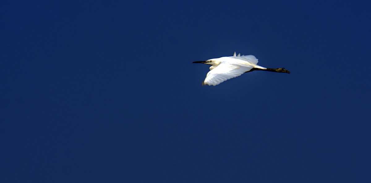 DSC_9360.jpg