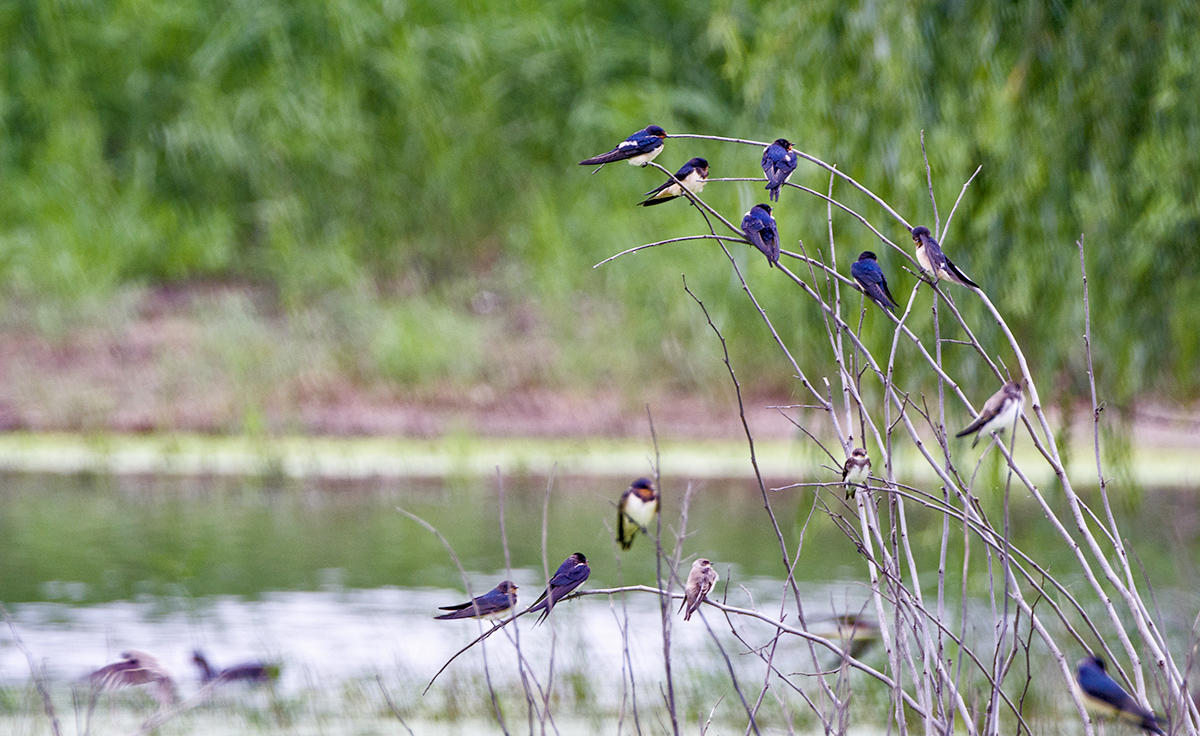 DSC_9456.jpg