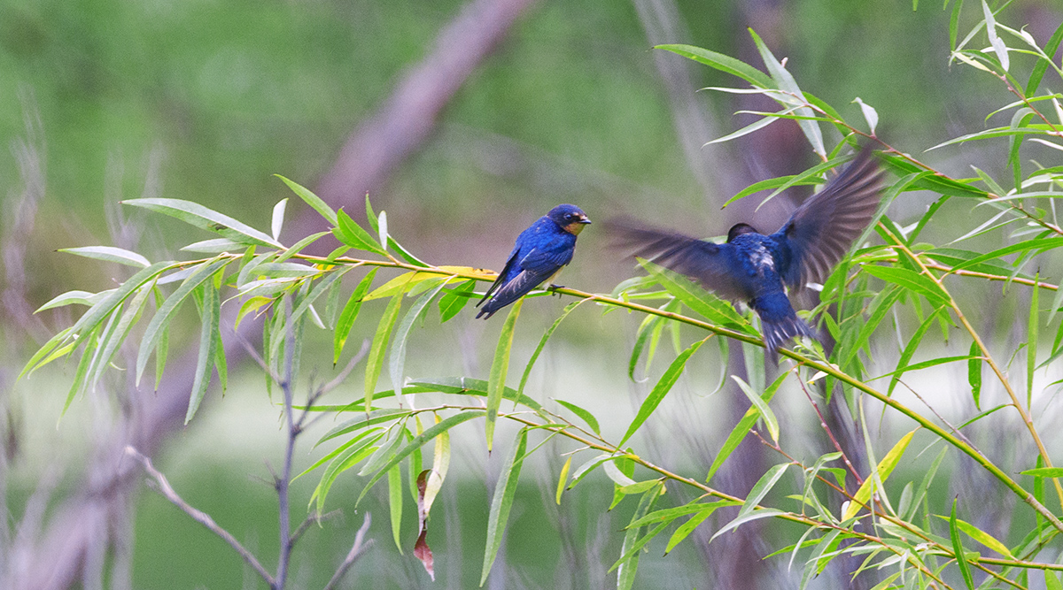 DSC_9466.jpg