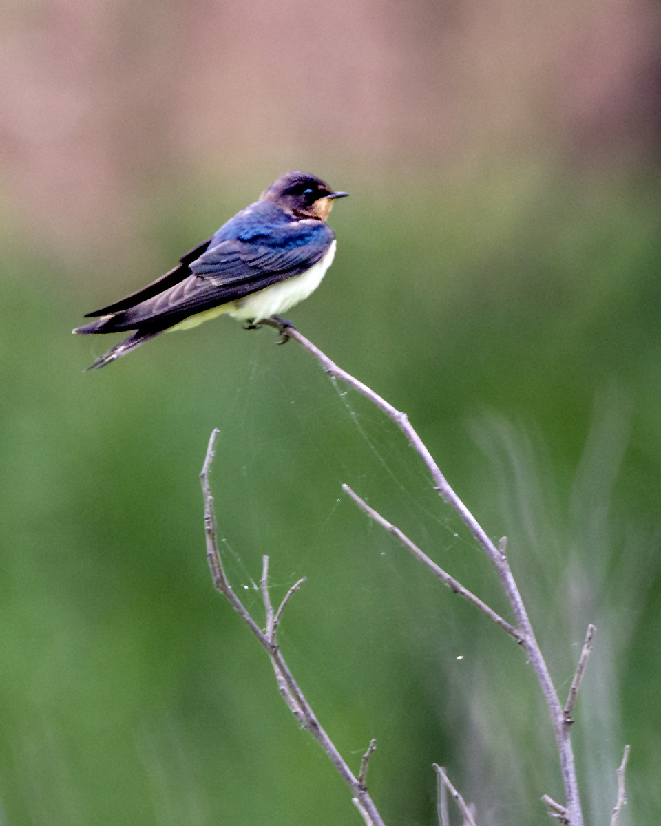 DSC_9472.jpg