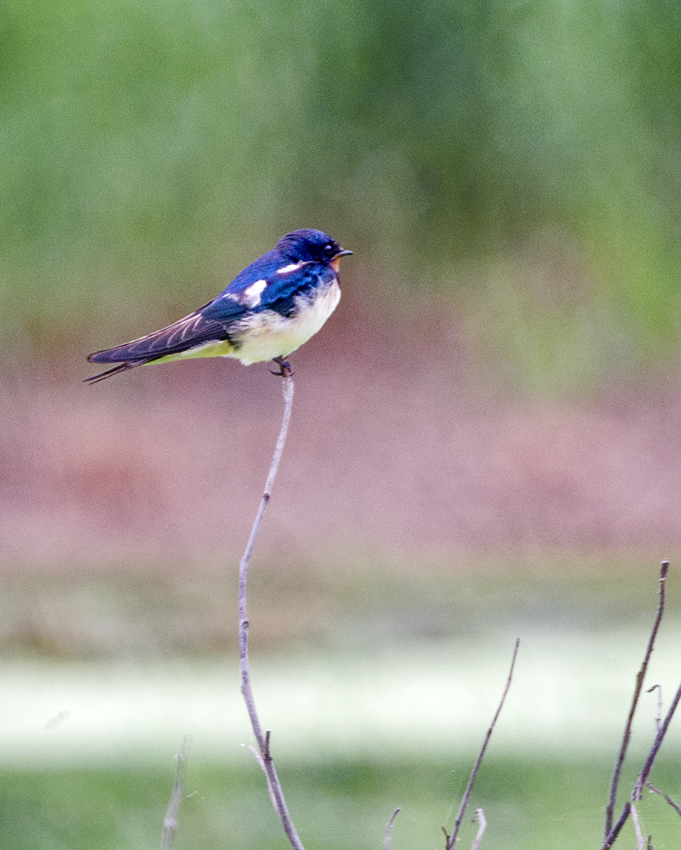 DSC_9506.jpg