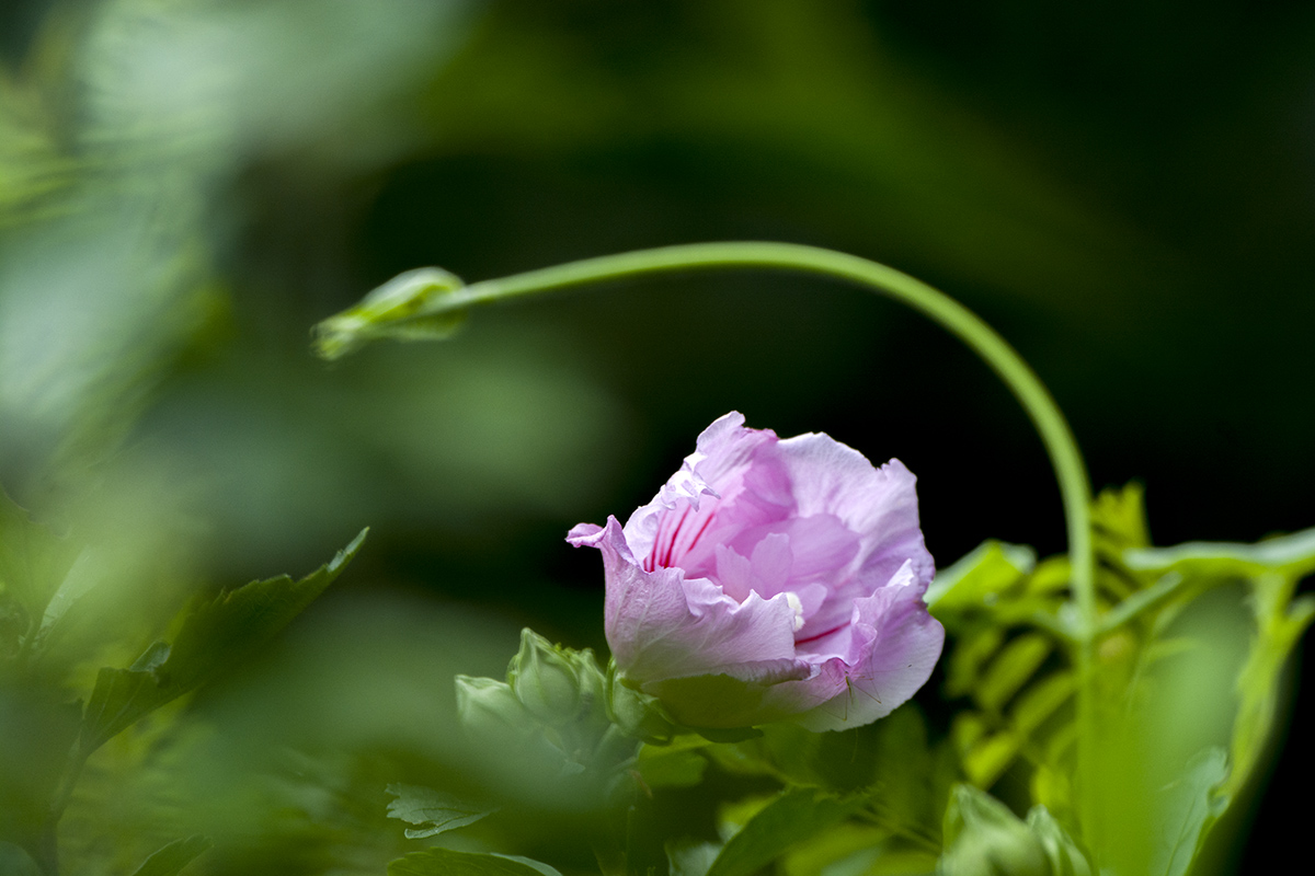 DSC_0041.jpg