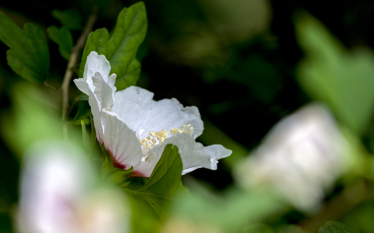 DSC_0047.jpg