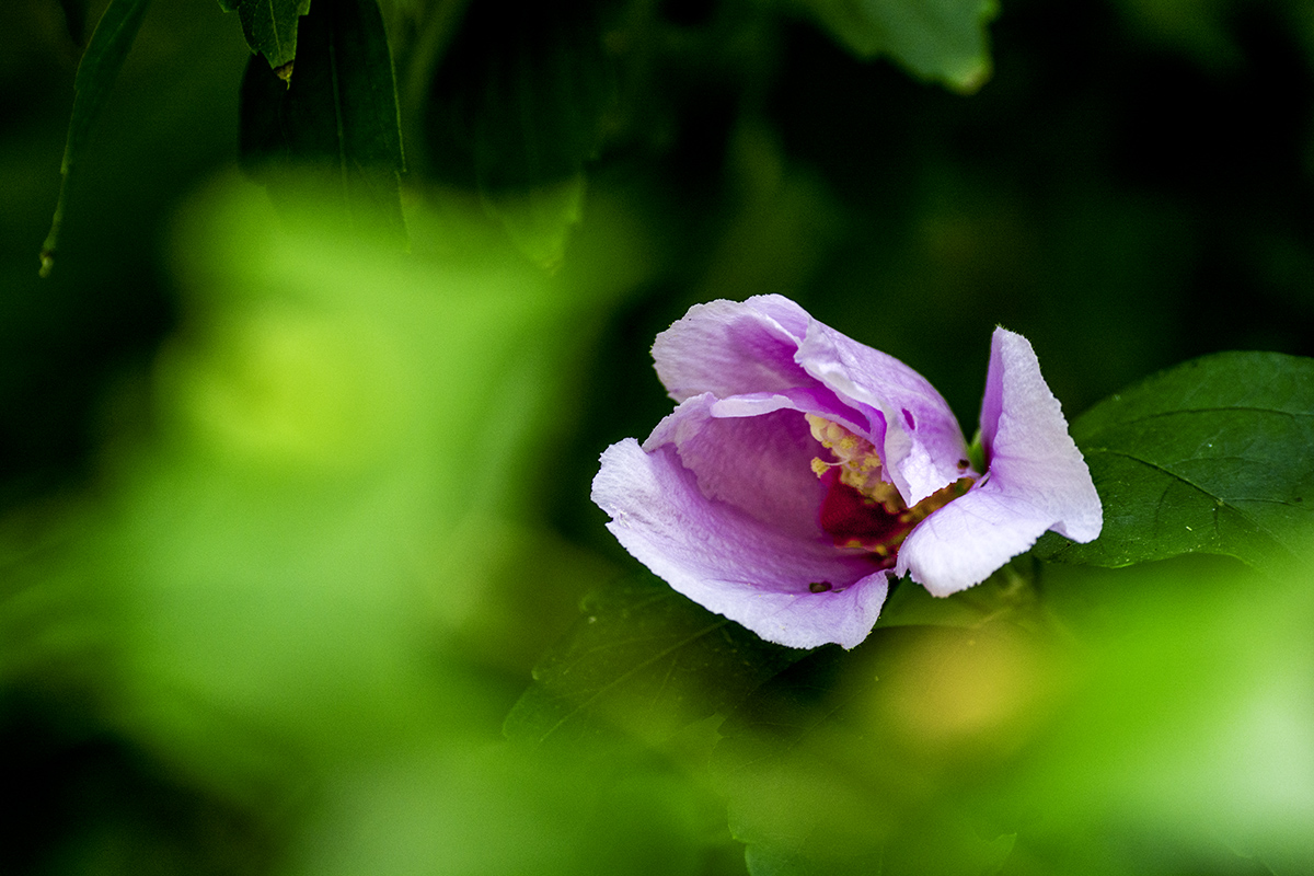 DSC_0059.jpg