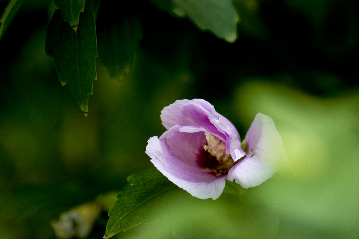 DSC_0060.jpg