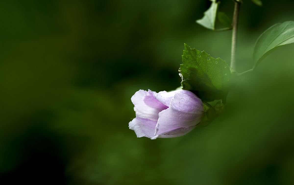 DSC_0061.jpg