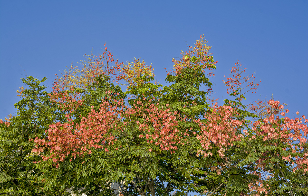 DSC_2190.jpg
