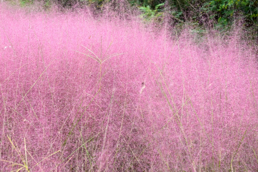 DSC_8751.jpg