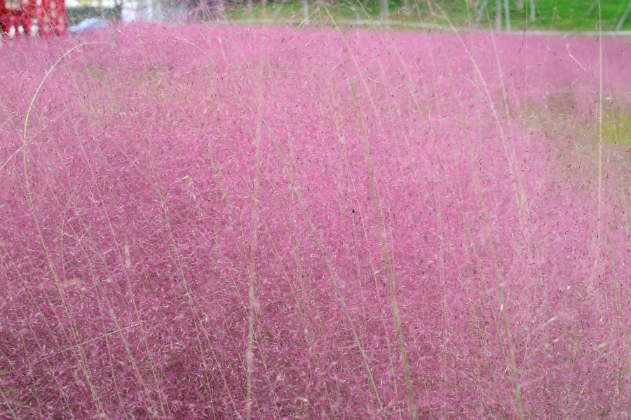 DSC_8753.jpg