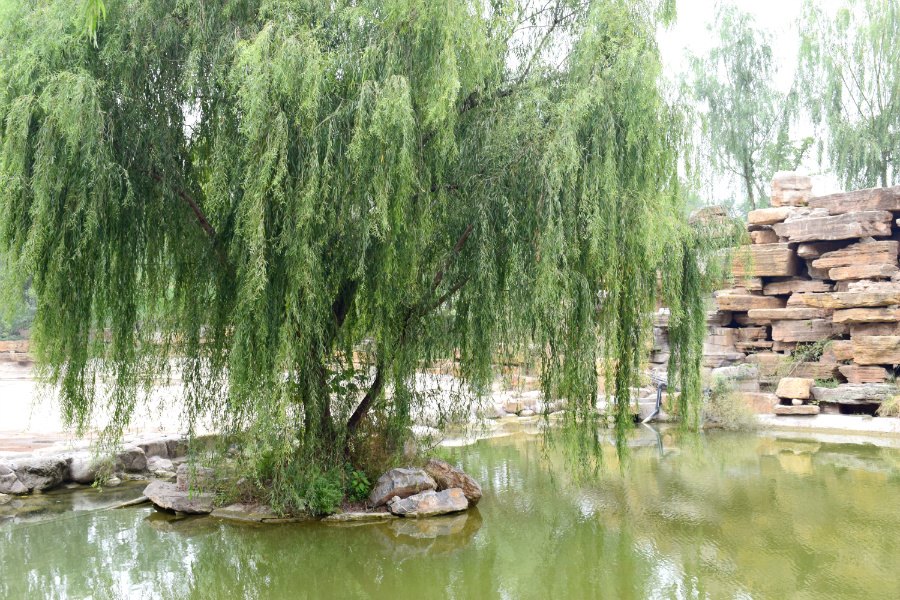 DSC_8765.jpg