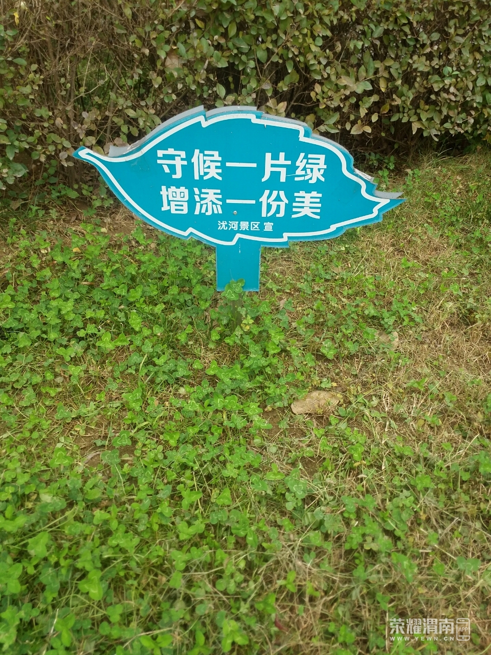 滨河大道公园的草坪明白的写着"禁止踩踏",却还是有人