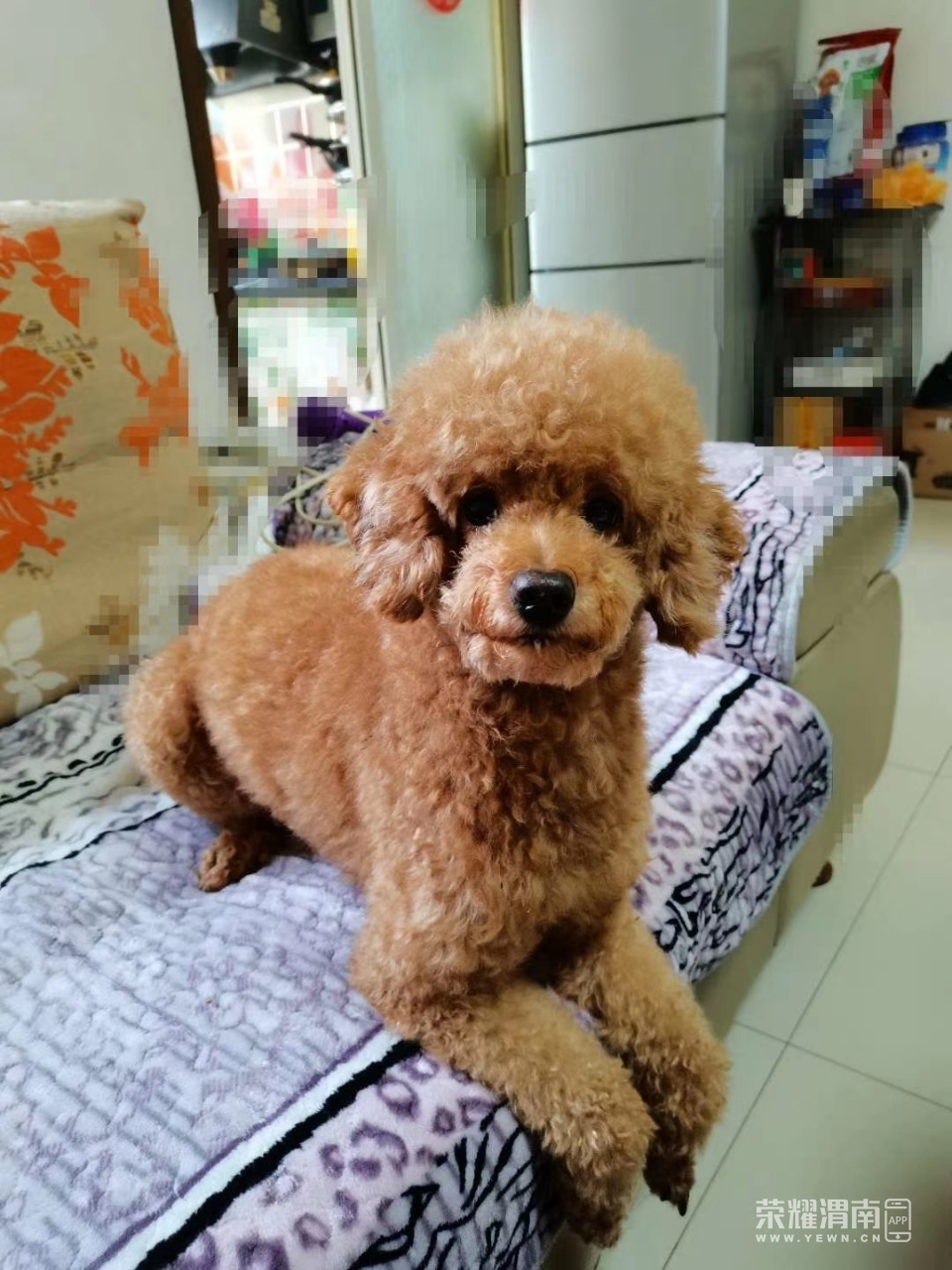 有偿寻狗:棕色泰迪犬,公狗,有看见麻烦与我联系,重金