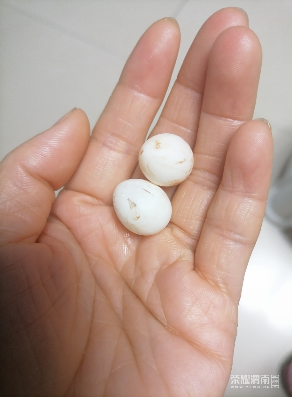去年给孩子买的虎皮鹦鹉昨天突然生蛋啦!生完蛋之后的