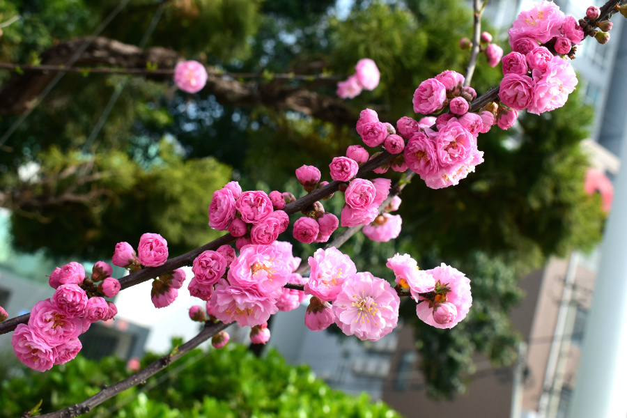 DSC_9349.jpg