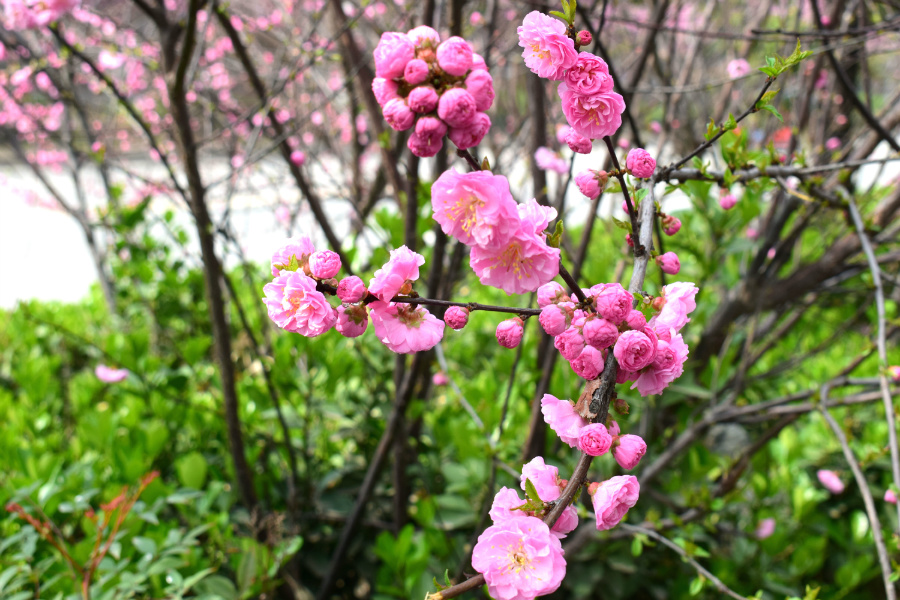 DSC_9353.jpg