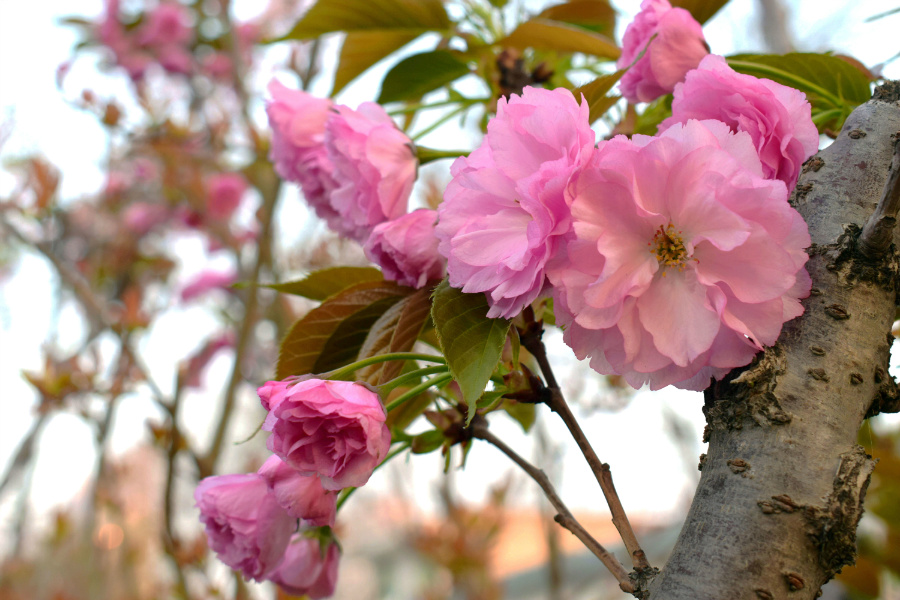 DSC_8089.jpg
