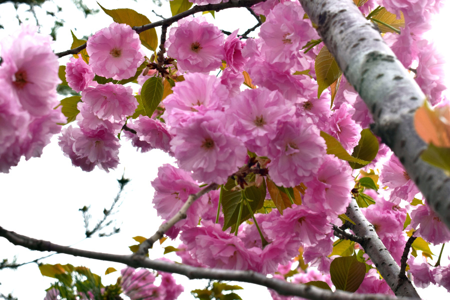 DSC_8098.jpg