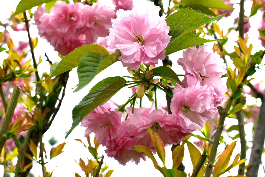 DSC_8101.jpg